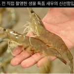 국산 흰다리새우 1kg 왕새우 생새우 활새우_1