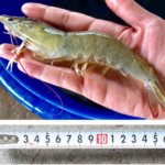 국산 흰다리새우 1kg 왕새우 생새우 활새우_8