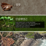 종근당 침향환 골드 60환_4