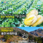 강원곳간 홍천 고랭지 절임배추 20kg｜김장 날짜에 맞춰 받아보는 바회마을 절임배추 상품 이미지 2