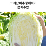 삼시세끼연구소 괴산 고랭지 절임배추｜3중 세척으로 김장 준비가 한결 간편하게 상품 이미지 5